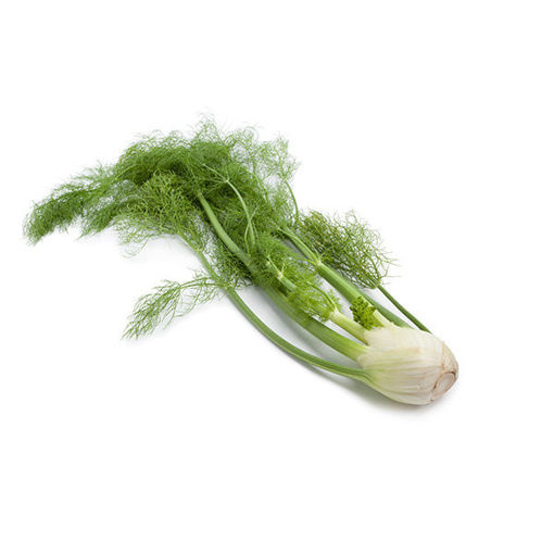 Picture of FENNEL GREEN