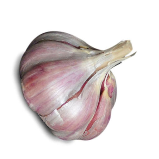 Picture of Garlic Red Russian Jumbo