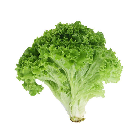 Picture of LETTUCE GREEN LEAF