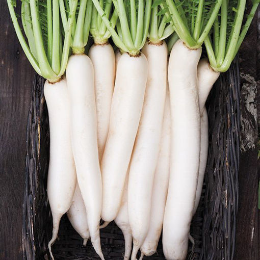 Picture of DAIKON